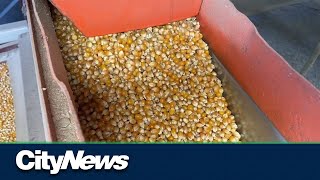 Ontario popcorn grower shares optimism