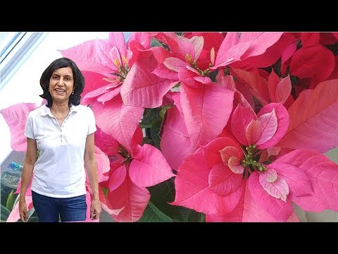 ቪዲዮ: Poinsettia: የመጨረሻው የገና አበባ ሙሉ ዲክሪፕት