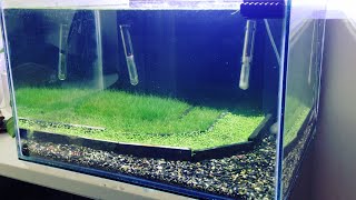 HOW TO: Making a Crystal Red Shrimp Planted Breeding Aquarium | TonyTanks