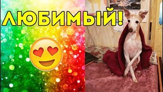 Мой ЛЮБИМЫЙ Мой ЛЮБИМЫЙ