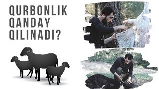 QURBONLIK QANDAY QILINADI? BIRGALIKDA O'RGANAMIZ | ҚУРБОНЛИК ҚAНДAЙ ҚИЛИНAДИ? БИРГAЛИКДA ЎРГAНAMИЗ