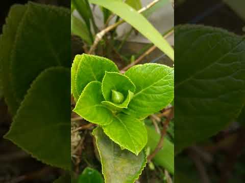 Vídeo: O que são hortênsias Mophead: Como cultivar um arbusto de hortênsias Mophead