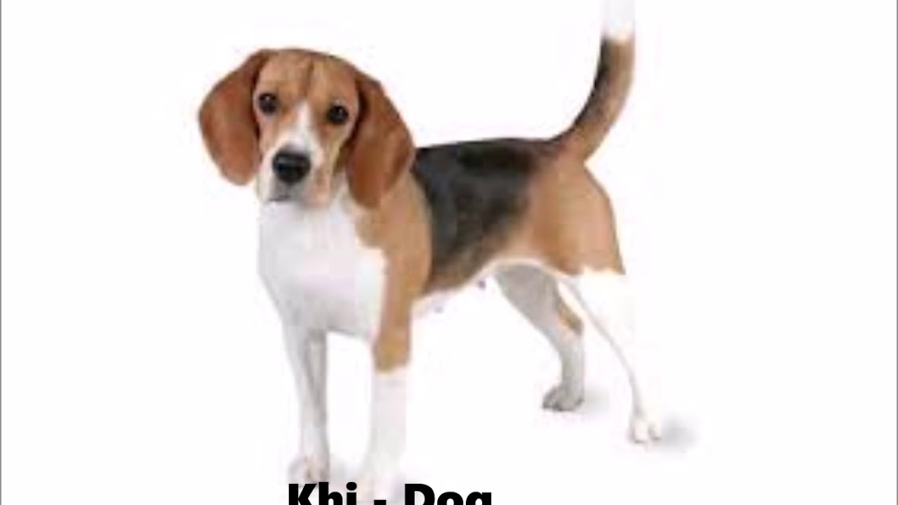 Learn and Speak  Balti Language - dog