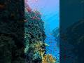 Coral reef #zoology #awesome #foryou #beautiful #viralvideo #wildlife #beauty #amazinganimals