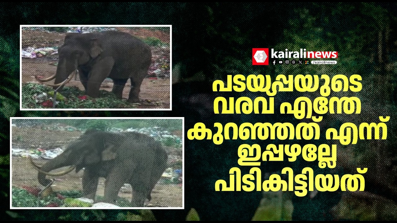 പടയപ്പയുടെ വരവ് എന്തേ കുറഞ്ഞത് എന്ന് ഇപ്പഴല്ലേ പിടികിട്ടിയത്.. ഇതാണിപ്പോഴത്തെ സ്ഥിരം സ്പോട്ട്|MUNNAR