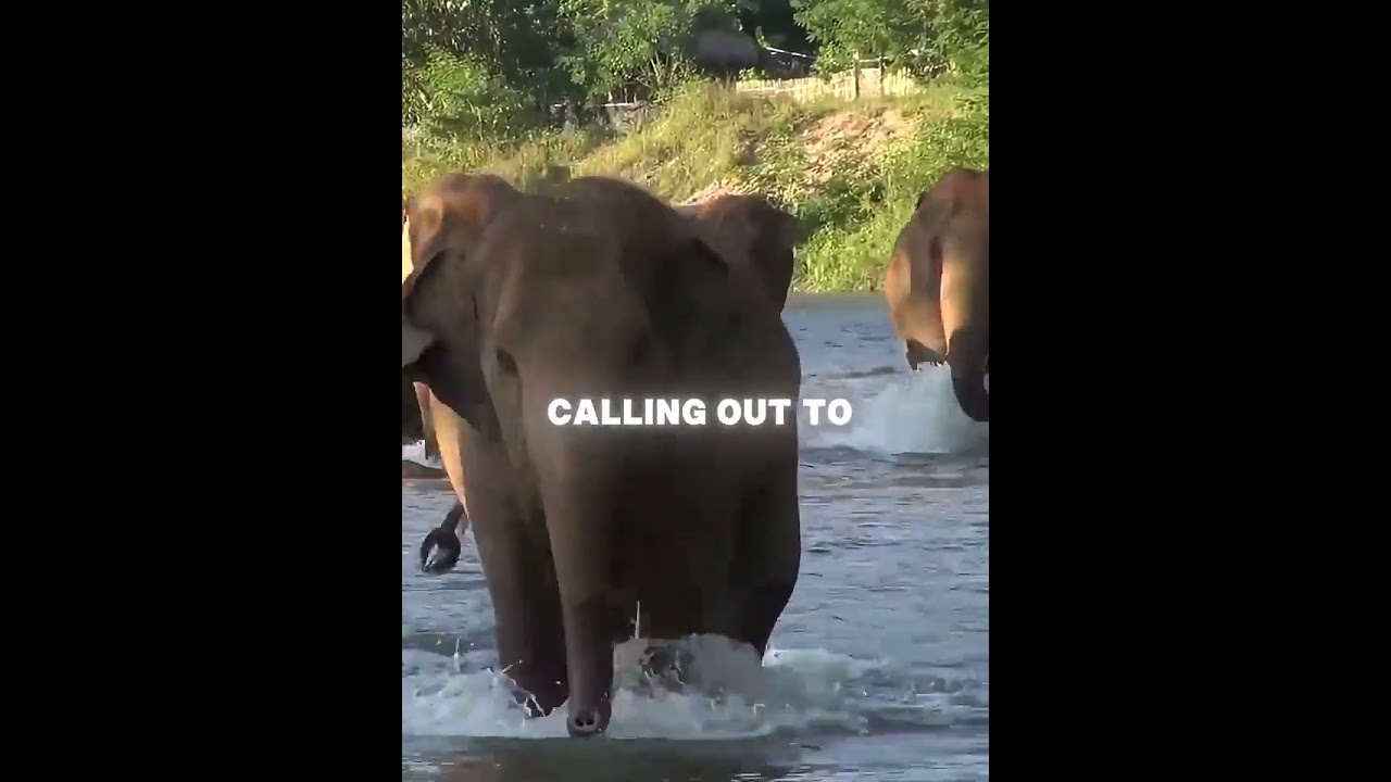Man Reunites With His Elephant Friends ❤️