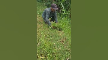 Smart technique for cutting grass with just a simple sickle #shorts