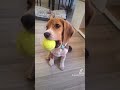 Chien beagles animals folie amour