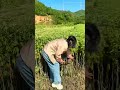 Traditional sesame harvesting process, by hardworking woman on a scenic mountain farm