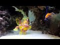 Rare frogfish gobbles them up