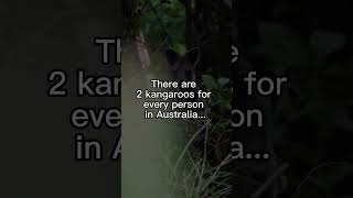 DISTURBING FACTS about KANGAROOS😳😳 #animals #scary #kangaroo #disturbing