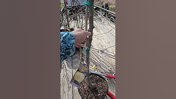 Drastic pruning of new fruit trees