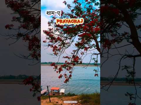 प्रयागराज में शाम की खूबसूरती का दृश्य 😍#prayagraj #nature #beauty #viral #shorts #reels #feed#video
