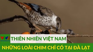 Đà Lạt: Nơi ngắm chim lý tưởng bậc nhất Đông Nam Á | TGĐV