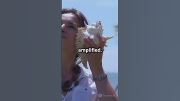 Why Can You Hear the Ocean in a Seashell #facts #science #strangefactsyouneverknew