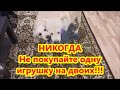 Никогда не покупайте одну игрушку на двоих!