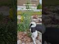 Можжевельник Блю Эрроу прирост за год #хвойные