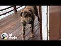 Perro busca ayuda en la casa de la familia indicada | El Dodo