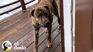 Perro busca ayuda en la casa de la familia indicada | El Dodo