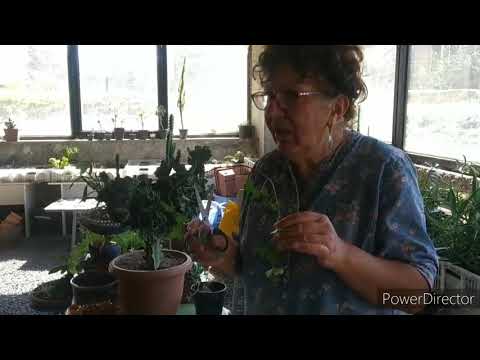 Video: Բաղեղի երփներանգ խնամք - խորհուրդներ առողջ զանազան բաղեղի բույս աճեցնելու համար