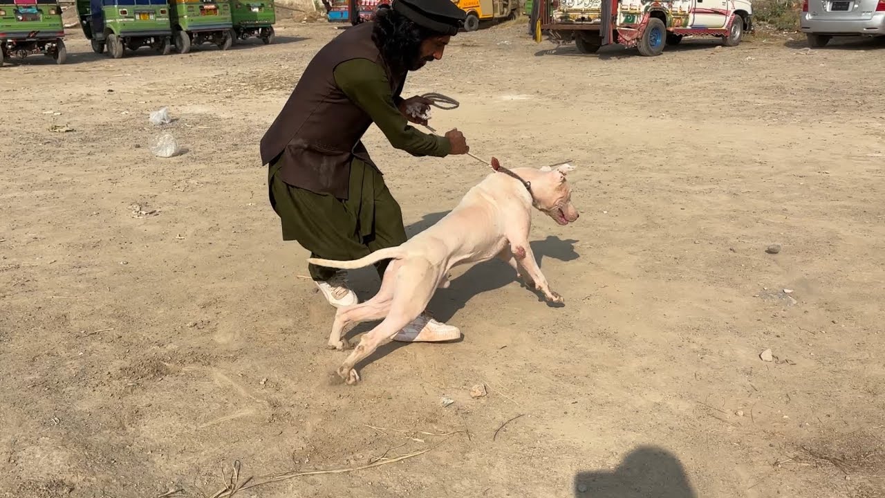 Kohat Mandi in 03/11/2024