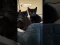 Good Samaritans rescue 17 cats abandoned inside dog crate near Broadview Park