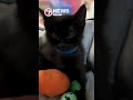 Good Samaritans rescue 17 cats abandoned inside dog crate near Broadview Park