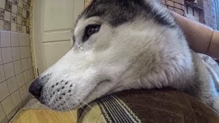 ХАСКИ ПЛАЧЕТ / HUSKY CRYING ХАСКИ ПЛАЧЕТ / HUSKY CRYING
