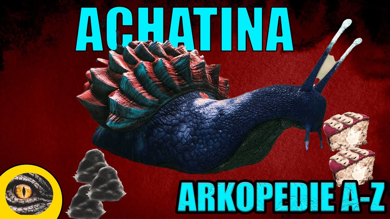 ACHATINA | ARKOPEDIE #1 | Taming/ochočení