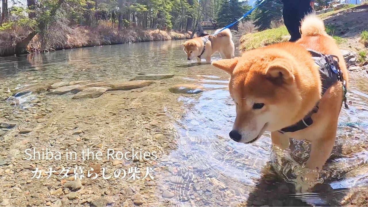 いきなりの暑さになり、街の清流巡りを満喫する柴犬たち【4K】