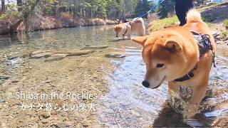 いきなりの暑さになり、街の清流巡りを満喫する柴犬たち【4K】