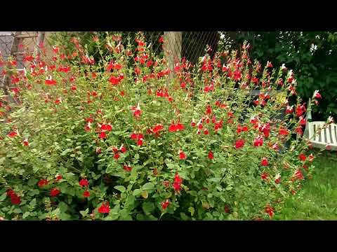 Vidéo: Qu'est-ce qu'un arbuste de sauge du Texas - Cultiver de la sauge du Texas dans le jardin