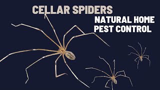 Daddy Long Legs | Cellar Spiders in Your Home