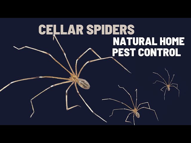 Cellar Spider