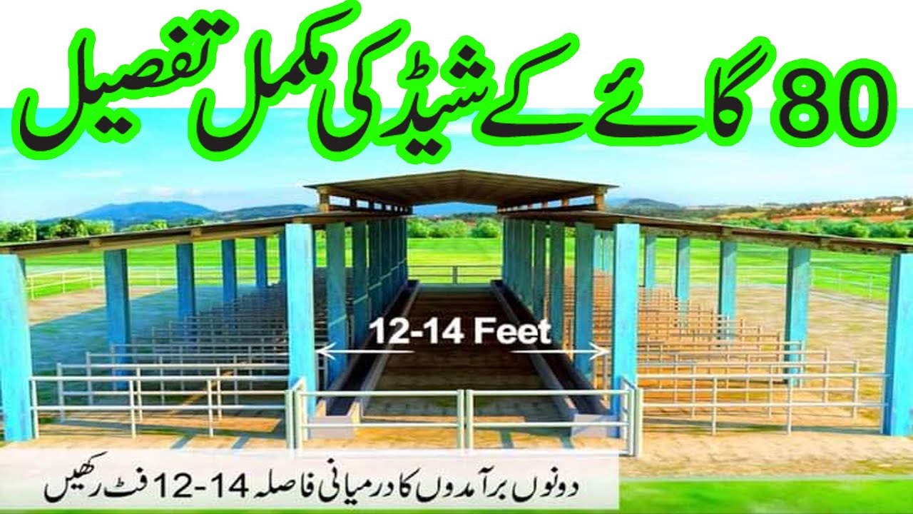 dairy shed design in pakistan II best shed II dairy farm shed II YouTube