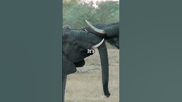 Elephants That Talk Without Sound: The Secret Language of Giants