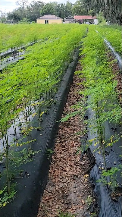 Moringa Tree Farm Grown High Density for Powder,Capsules,Tea.. #moringa #moringatree #moringaleaves