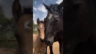 PART-2 #horselover #beautifulanimals #beautyofnature #cutefoals #cuteanimals #ytshorts