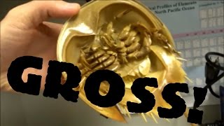 HUGE BUG FOUND IN SCIENCE LAB!