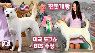 미국 심사위원을 놀랍게하는 한국 순종 진돗개 용맹이 Yongmaeng the Purebred Jindo Dog of Korea wins Best In Show 🇰🇷