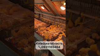 Посадка суточних курчат