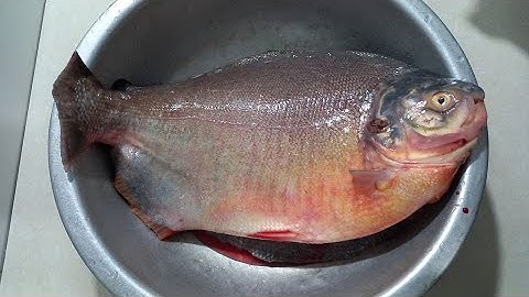 RỬA CÁ BẰNG NƯỚC LÃ LÀ SAI: NGÂM VÀO LOẠI NƯỚC NÀY KHỬ SẠCH MÙI TANH, MÓN ĂN THƠM NGON BỔ DƯỠNG HƠN.