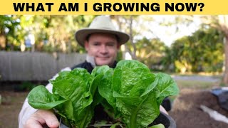 Martys Garden What Edibles Am I Growing Now?