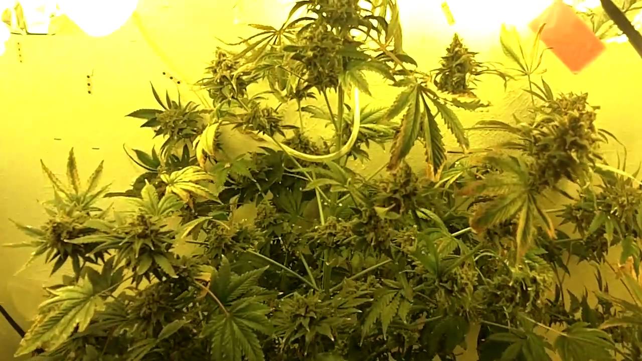 Bubblicious / Blue Mystic closet grow #2