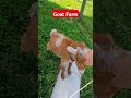"Baby Goat wants to play" #goats  #goatfarming #kids #goat