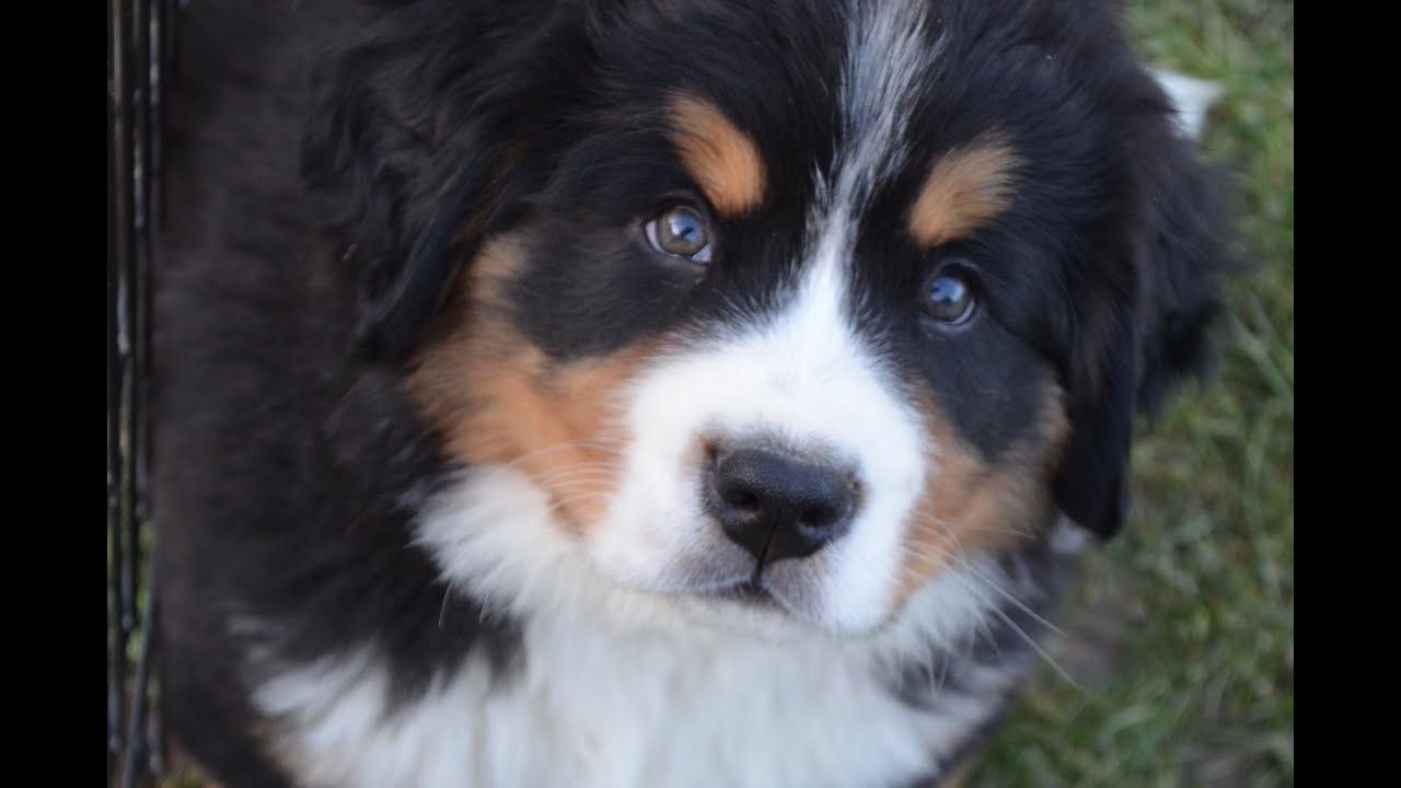 Bernese Mountain Dog Puppies (Chiots Bouviers Bernois Bernese Mountain Dog Puppies (Chiots Bouviers Bernois