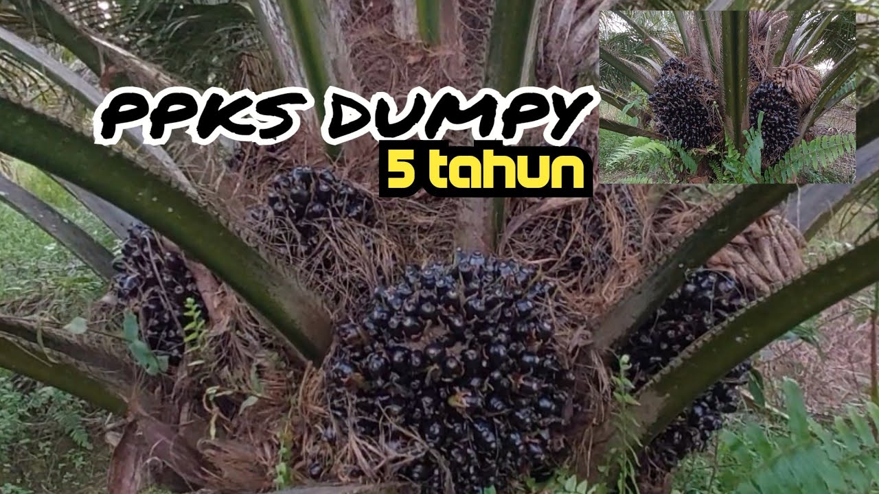 sawit ppks Dumpy || umur 5 tahun