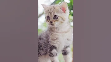 Cute and Lovely Kittens Cats ever Part 5 #shorts | Viral Cat