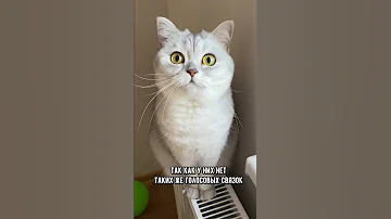 Можно ли научить кошку разговаривать по-человечески #кот #коты #кошка