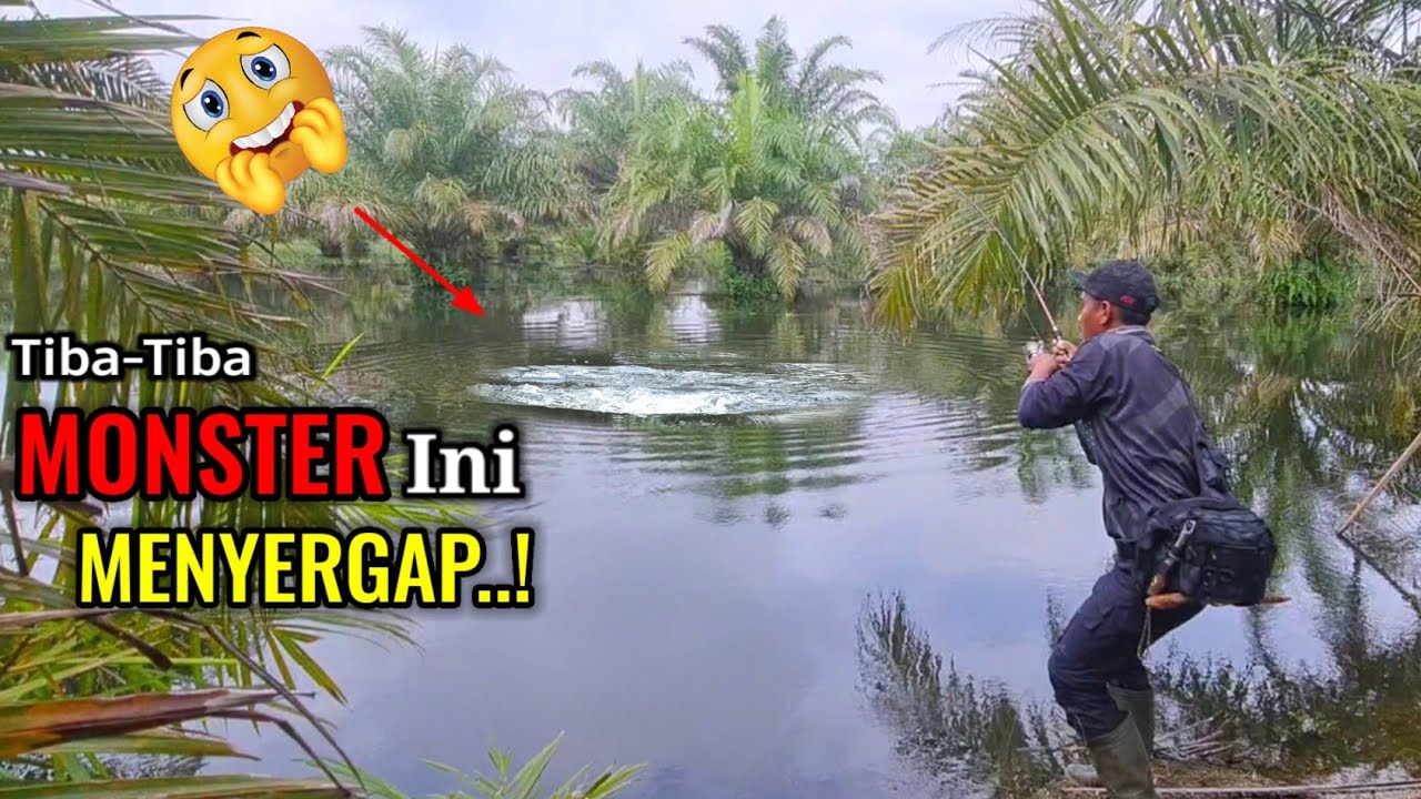 GAK DI DUGA.!!! SAMBARAN DAN TARIKAN DAHSYAT IKAN INI MEMBUAT SAYA PENASARAN